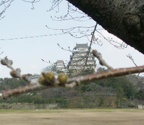 桜の開花はまだまだです。