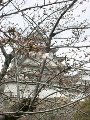 姫路城の桜 4月2日(開花宣言)