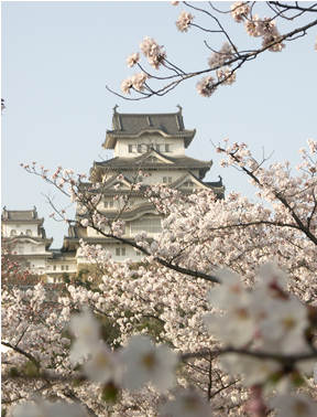 花見客も増えてきました
