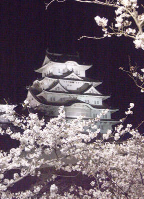 姫路城の夜桜