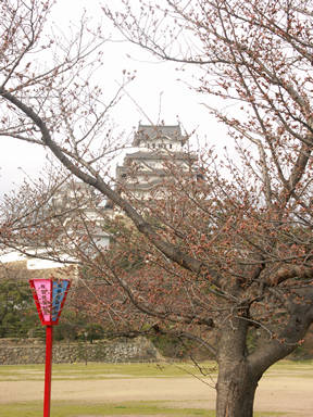 姫路城の桜も後もう少し
