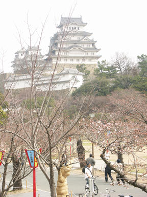 桜のあまり咲いていない木