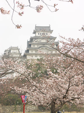 五分咲きの桜