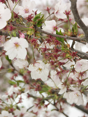 桜もだいぶ散り始めました。